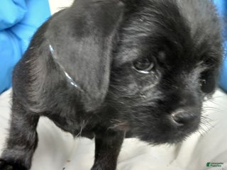 Puggle dogs Rocky - Ad 2