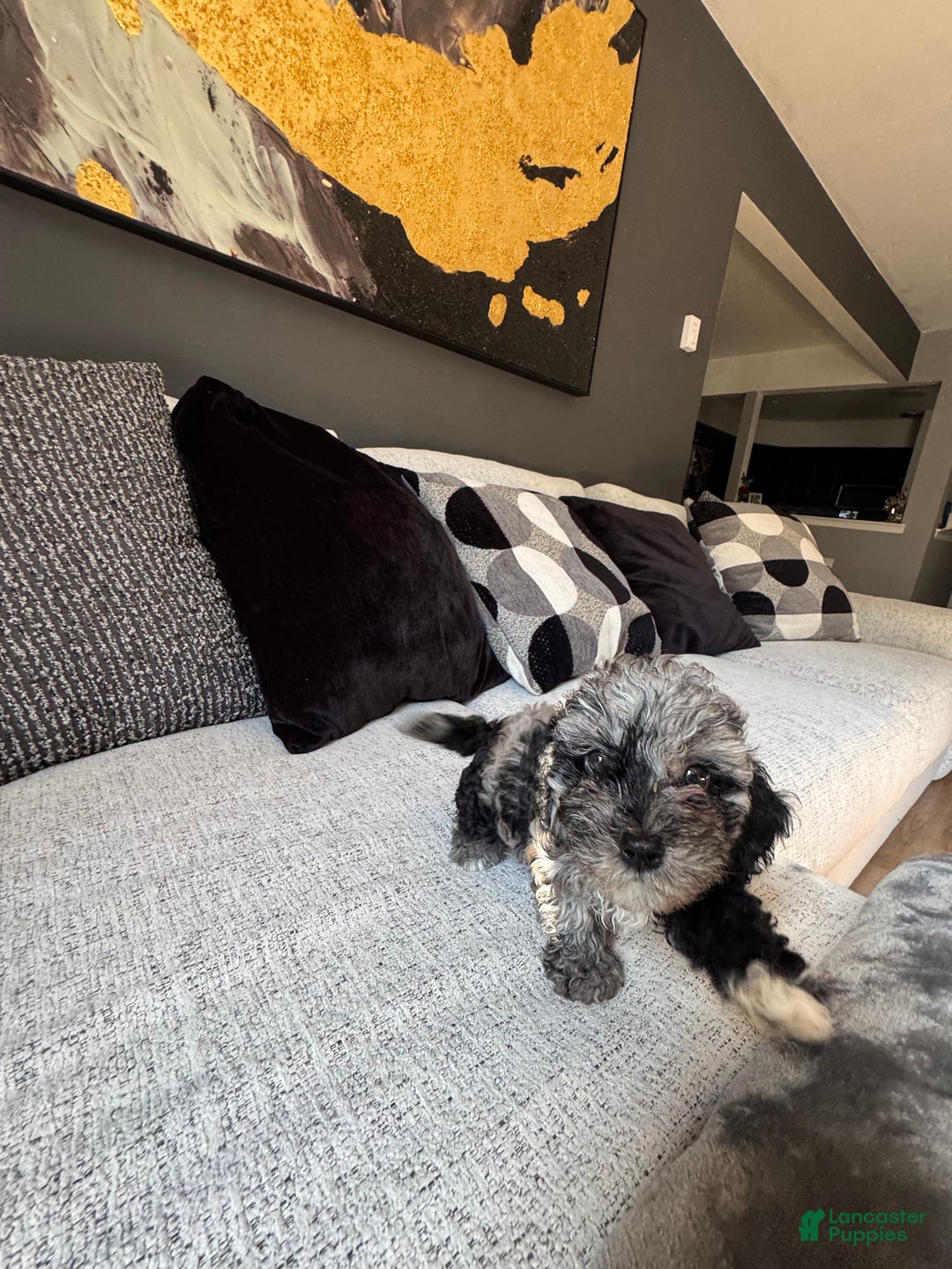 Toy Poodle dogs for sale: Misti - Ad 7