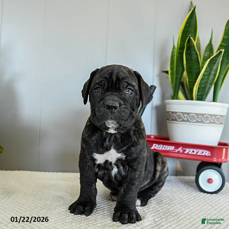 Cane Corso dogs Hank - Ad 7