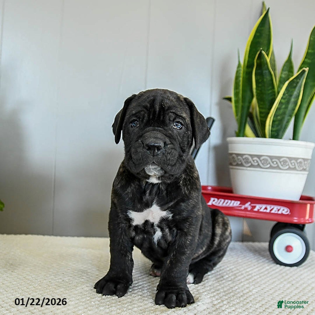Cane Corso dogs for sale: Hank - Ad 1