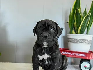 Cane Corso dogs Hank - Ad 24
