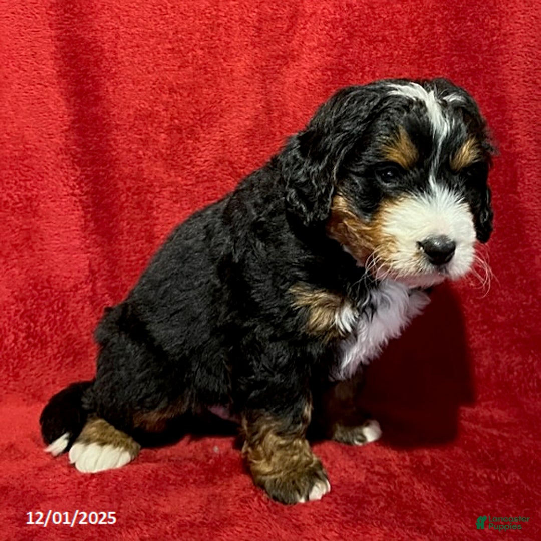 Mini Bernedoodle dogs for sale: Buster - Ad 3