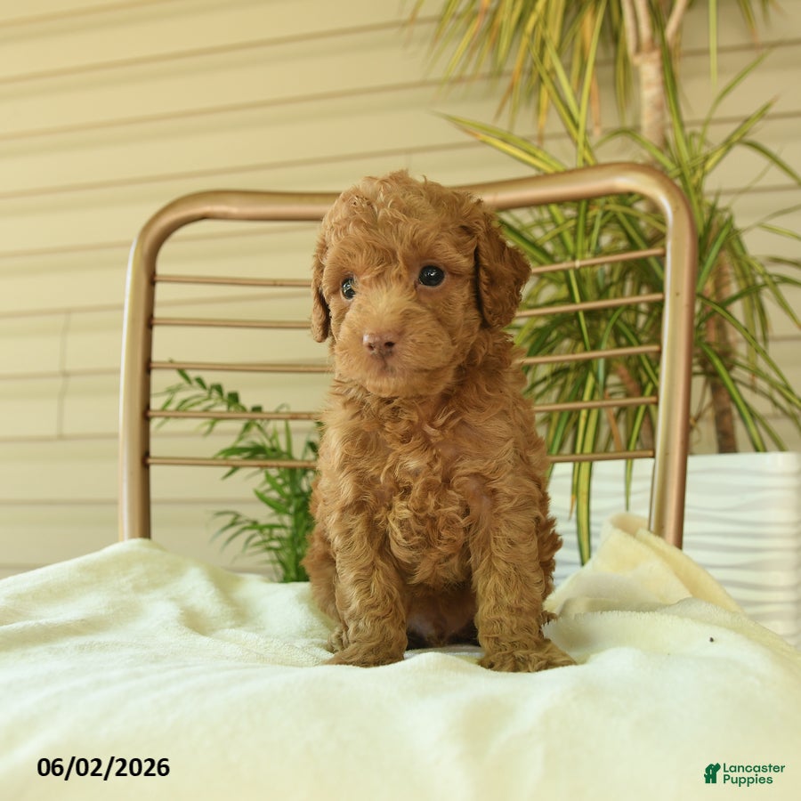 Miniature Poodle dogs for sale: Mikki - Ad 2