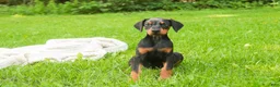 Doberman Pinscher dogs for sale: Reverie - Ad 3