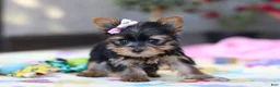 Yorkshire Terrier dogs for sale: Saige - Ad 7
