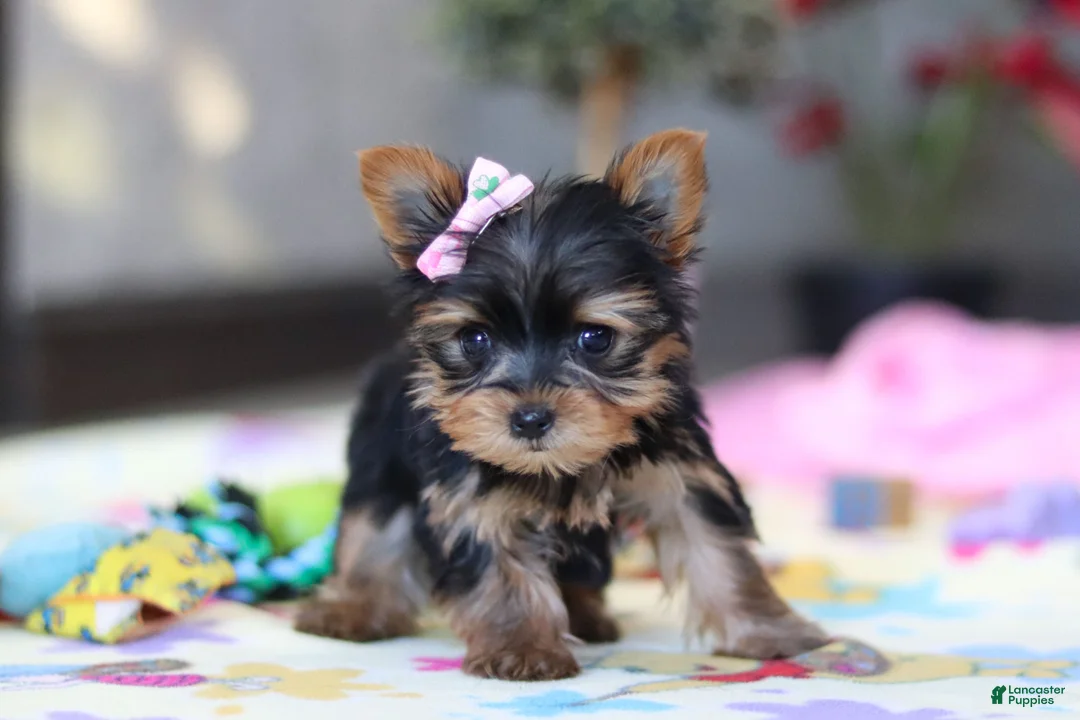 Yorkshire Terrier dogs for sale: Saige - Ad 7