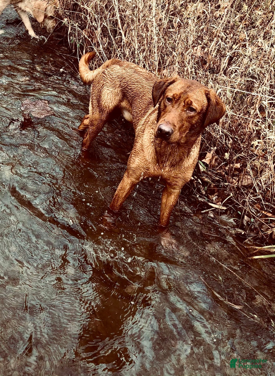 Labrador Retriever dogs for sale: Labrador Retriever Puppy  - Ad 3