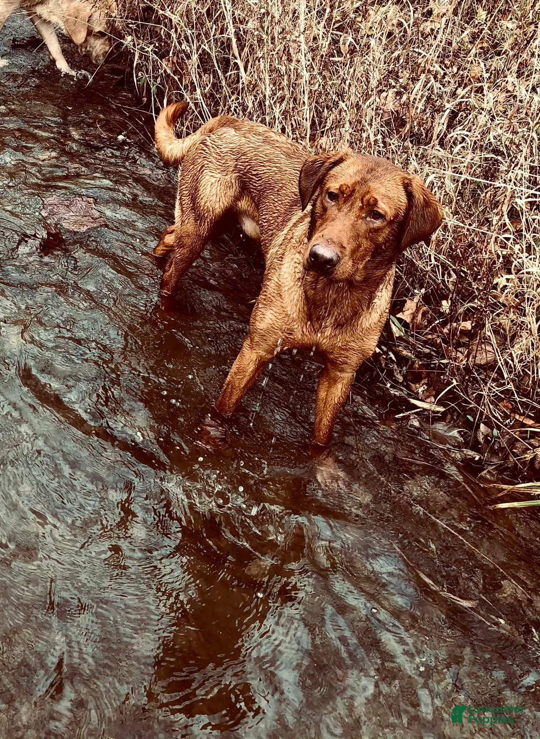 Labrador Retriever dogs for sale: Labrador Retriever Puppy  - Ad 3