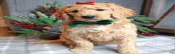Goldendoodle dogs for sale: Piper - Ad 5