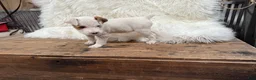 Jack Russell Terrier dogs for sale: Taylor Puppy 1 - Ad 3