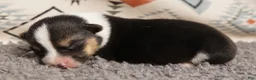 Welsh Corgi Pembroke dogs for sale: Clover - Ad 3