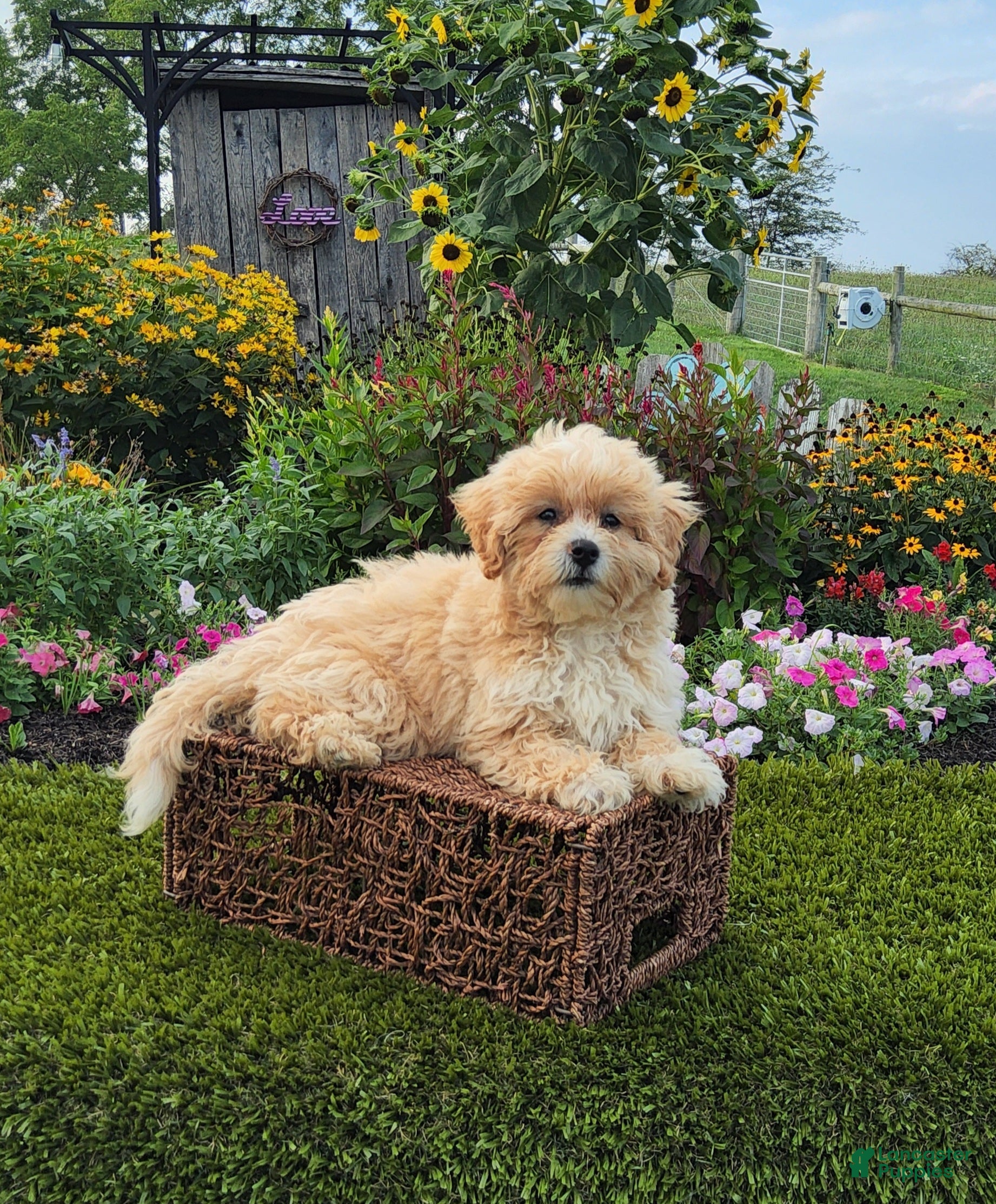 Havapoo dogs Asher - Ad 2