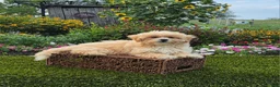 Havapoo dogs for sale: Asher - Ad 2