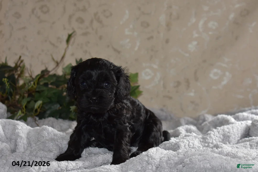 Cavapoo dogs for sale: Lucinda - Ad 2