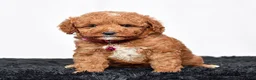 Mini Goldendoodle dogs for sale: Ms. Lacey - Ad 3