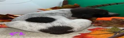 German Shorthaired Pointer dogs for sale: F1 - Ad 4