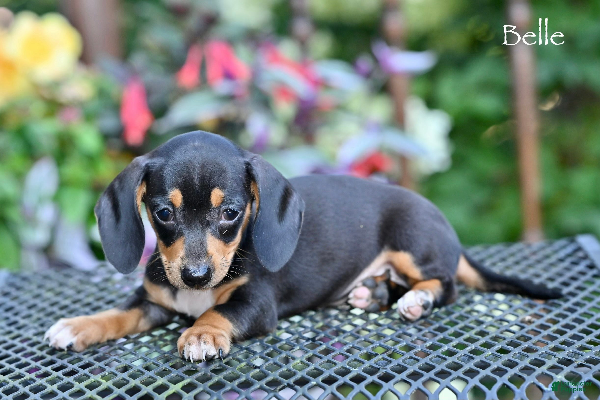 Miniature Dachshund dogs Belle - Ad 2