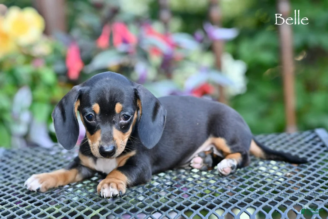Miniature Dachshund dogs for sale: Belle - Ad 2