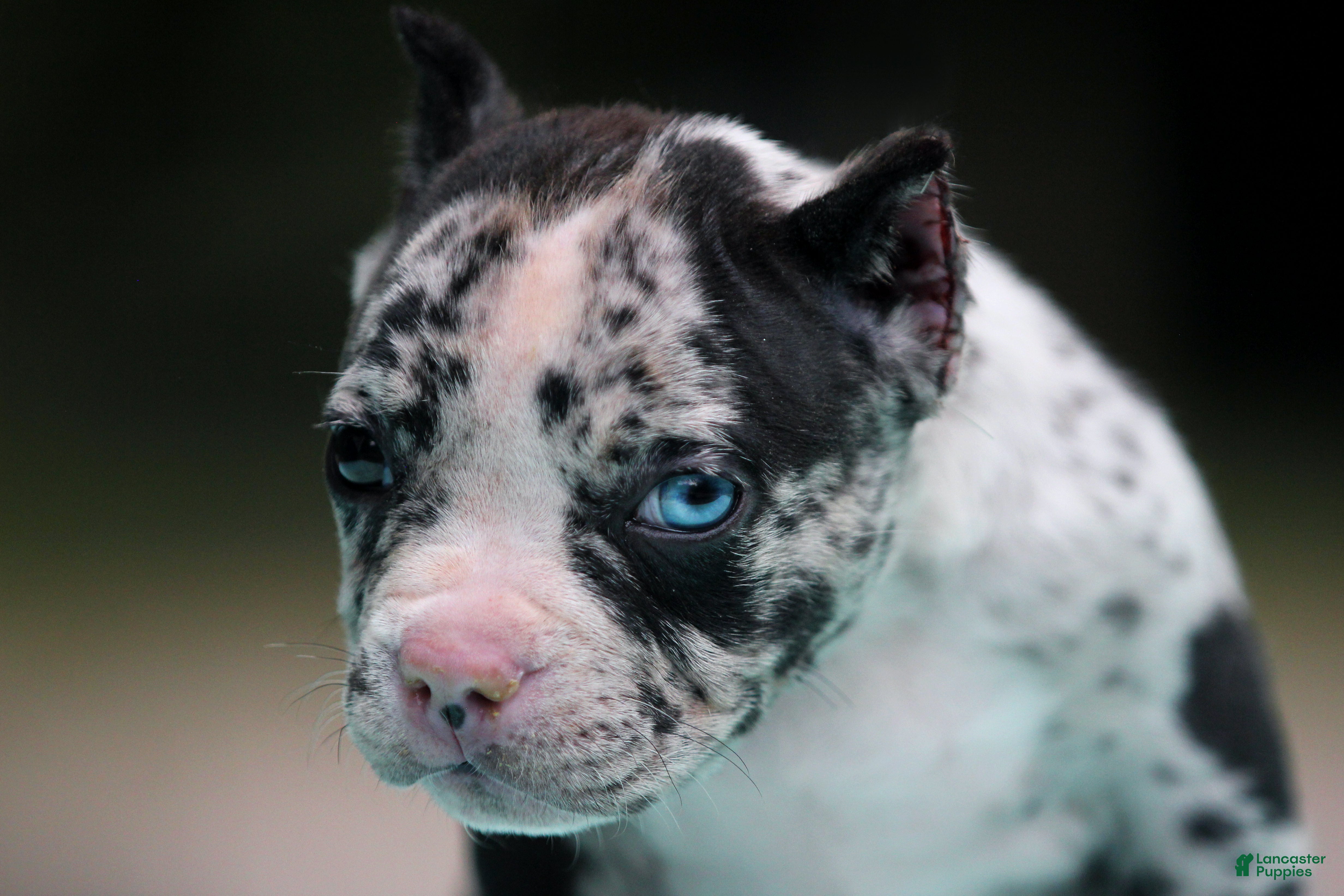 American Bully dogs Black Merle Male - Ad 2