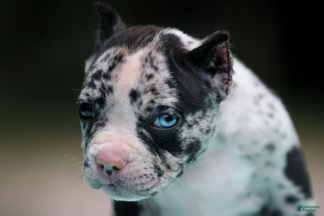 American Bully dogs for sale: Black Merle Male - Ad 2