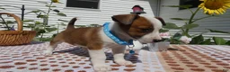 Jack Chi dogs for sale: Jack Chi 11 Tulip - Ad 2