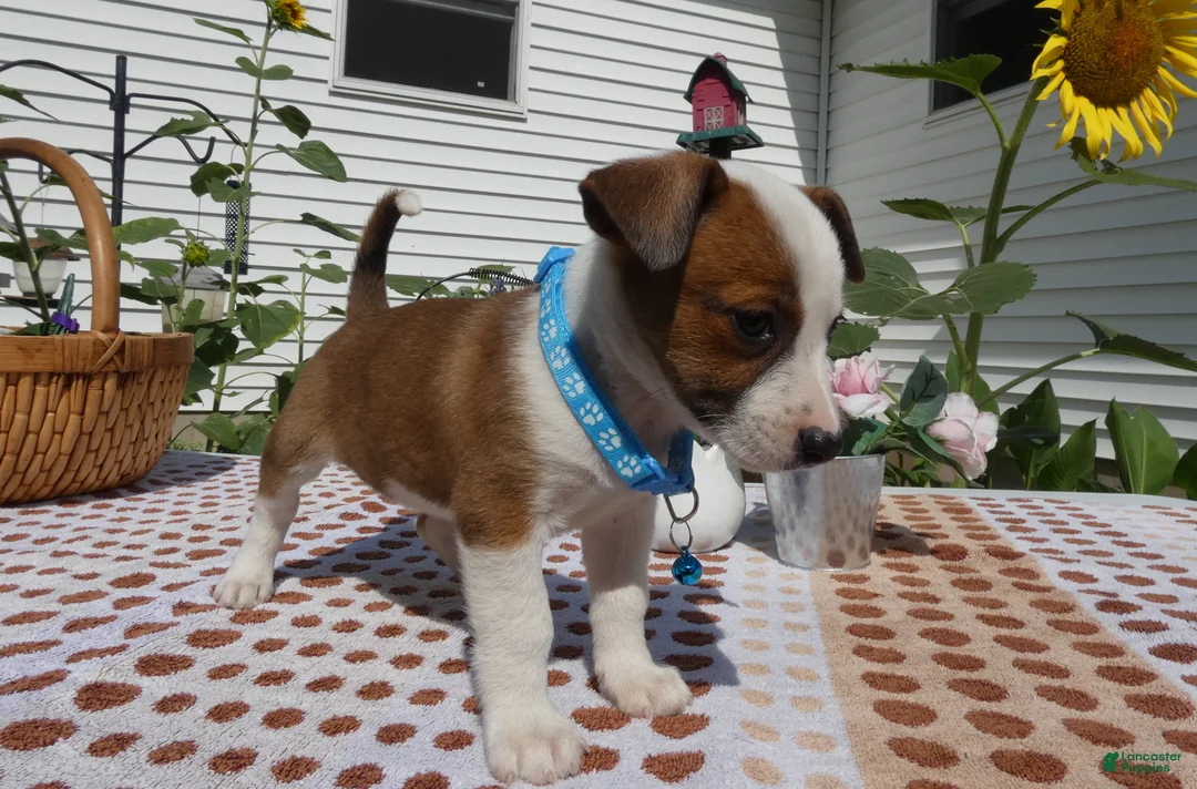 Jack Chi dogs for sale: Jack Chi 11 Tulip - Ad 2