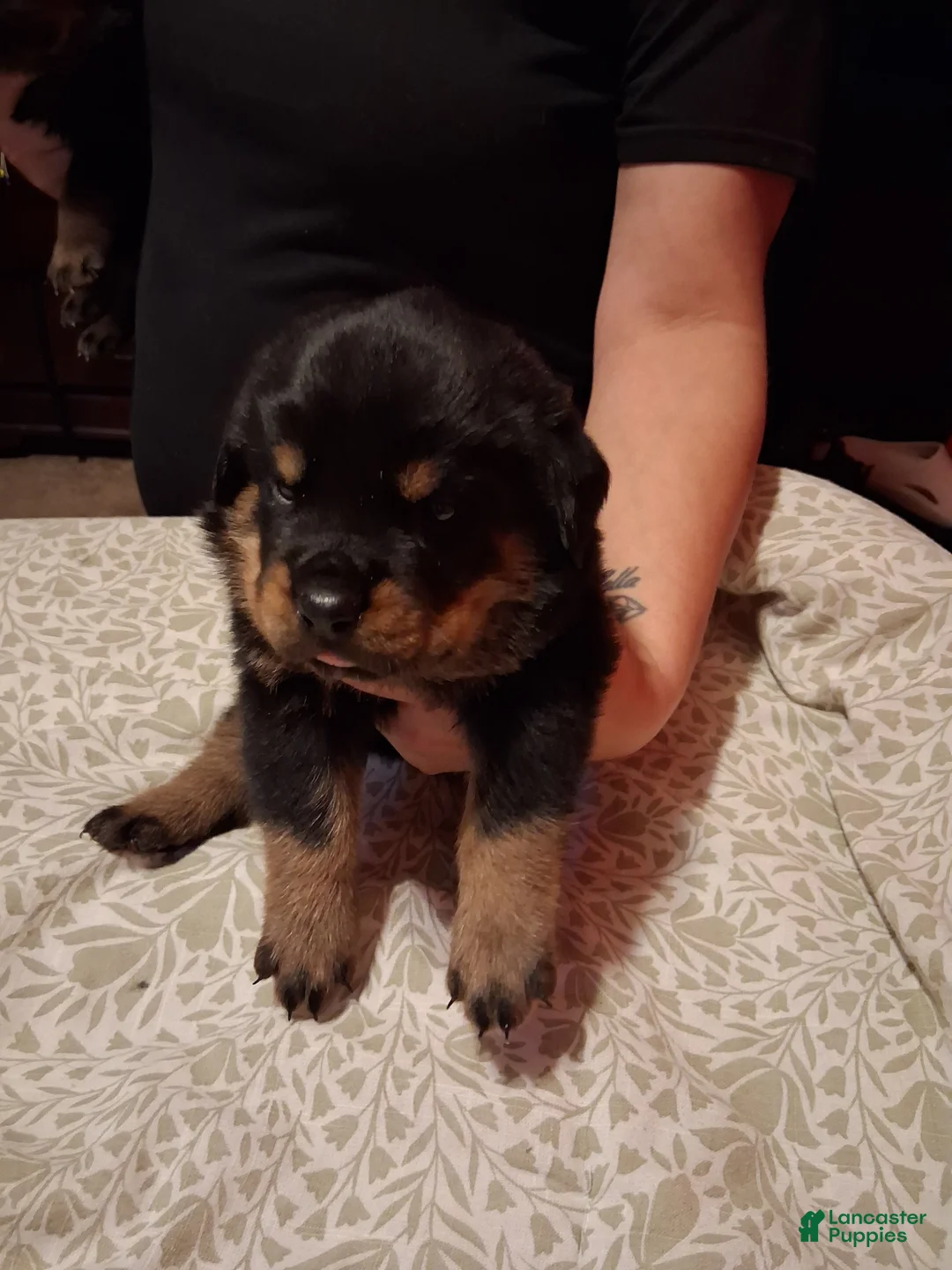 Rottweiler dogs for sale: Rottweiler Puppy 3 - Ad 2