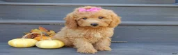 Mini Goldendoodle dogs for sale: Sheila - Ad 2