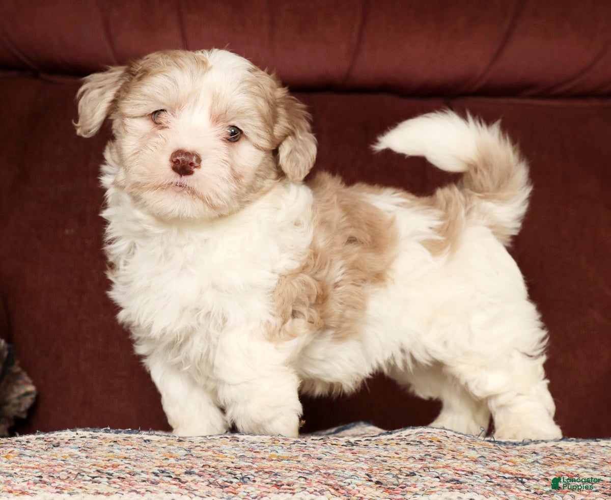 Havapoo dogs Buster - Ad 6