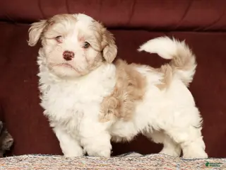 Havapoo dogs Buster - Ad 6