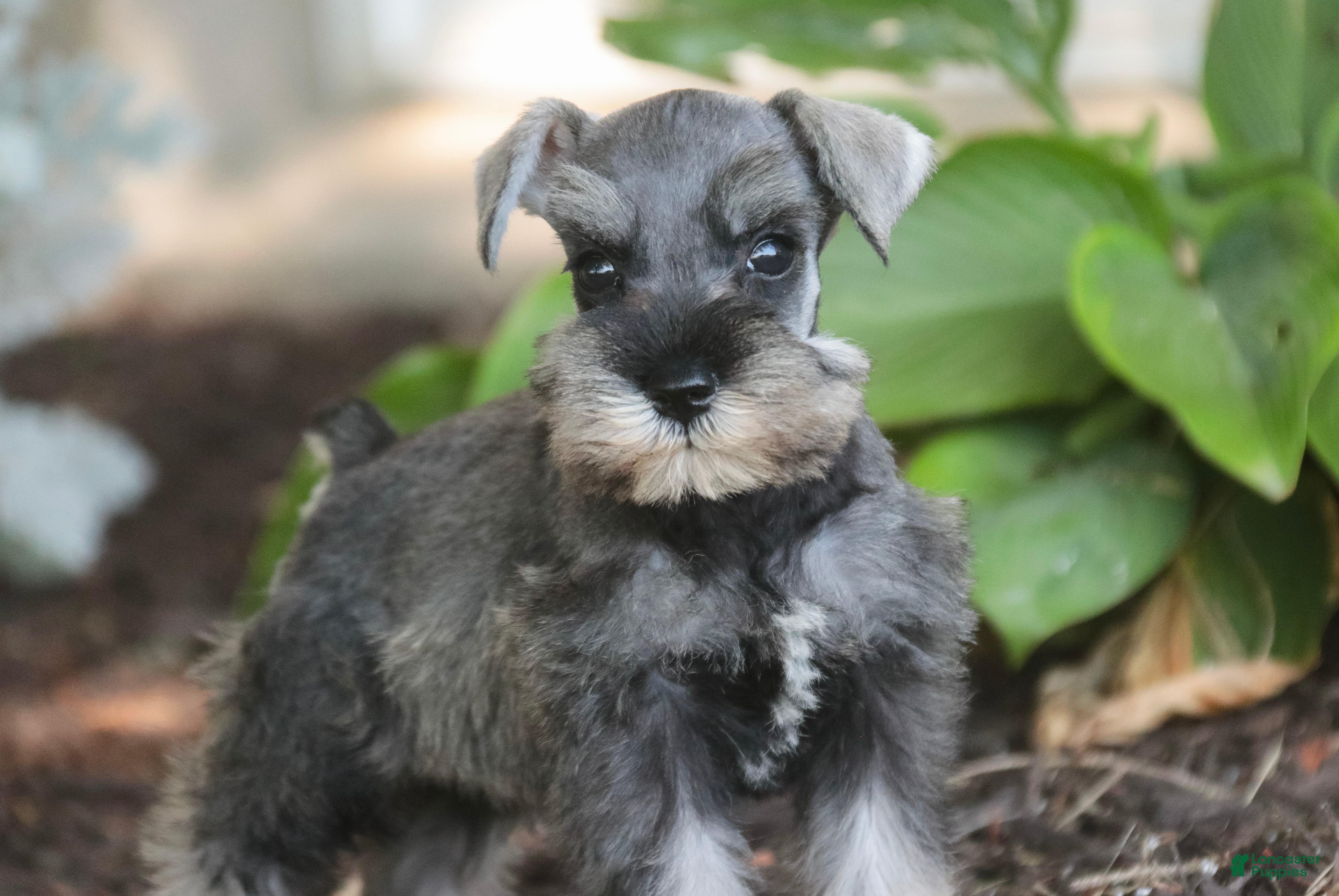 Miniature Schnauzer dogs Qeleigh Miniature Schnauzer  - Ad 1
