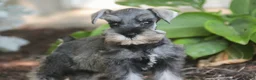 Miniature Schnauzer dogs for sale: Qeleigh Miniature Schnauzer  - Ad 1