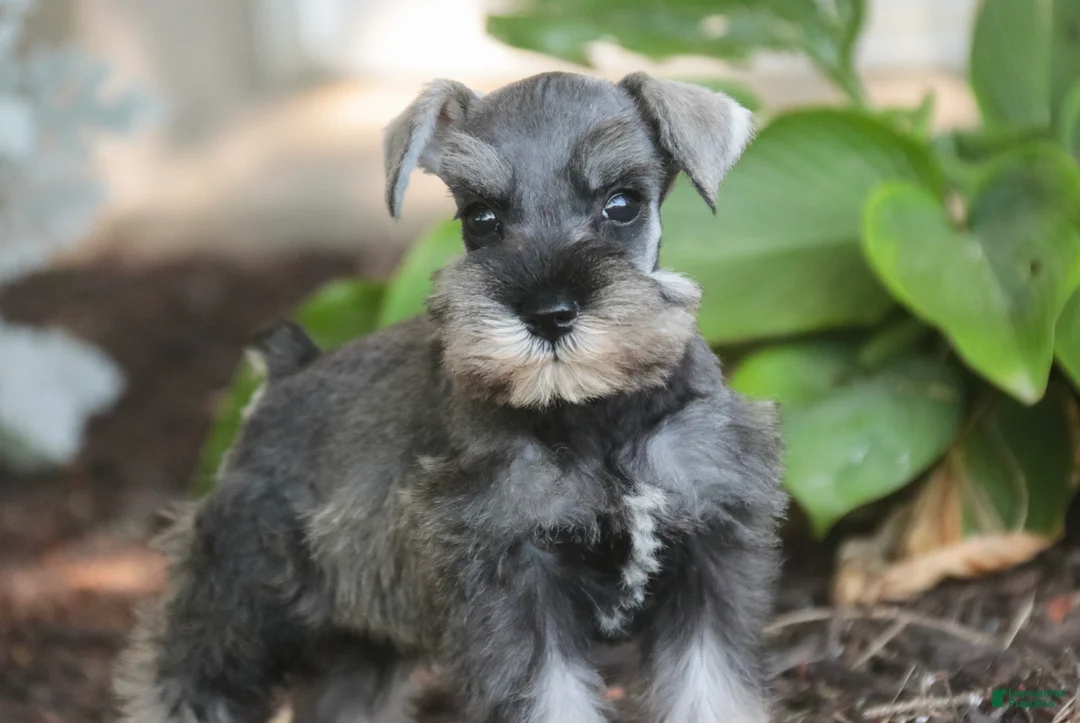 Miniature Schnauzer dogs for sale: Qeleigh Miniature Schnauzer  - Ad 1