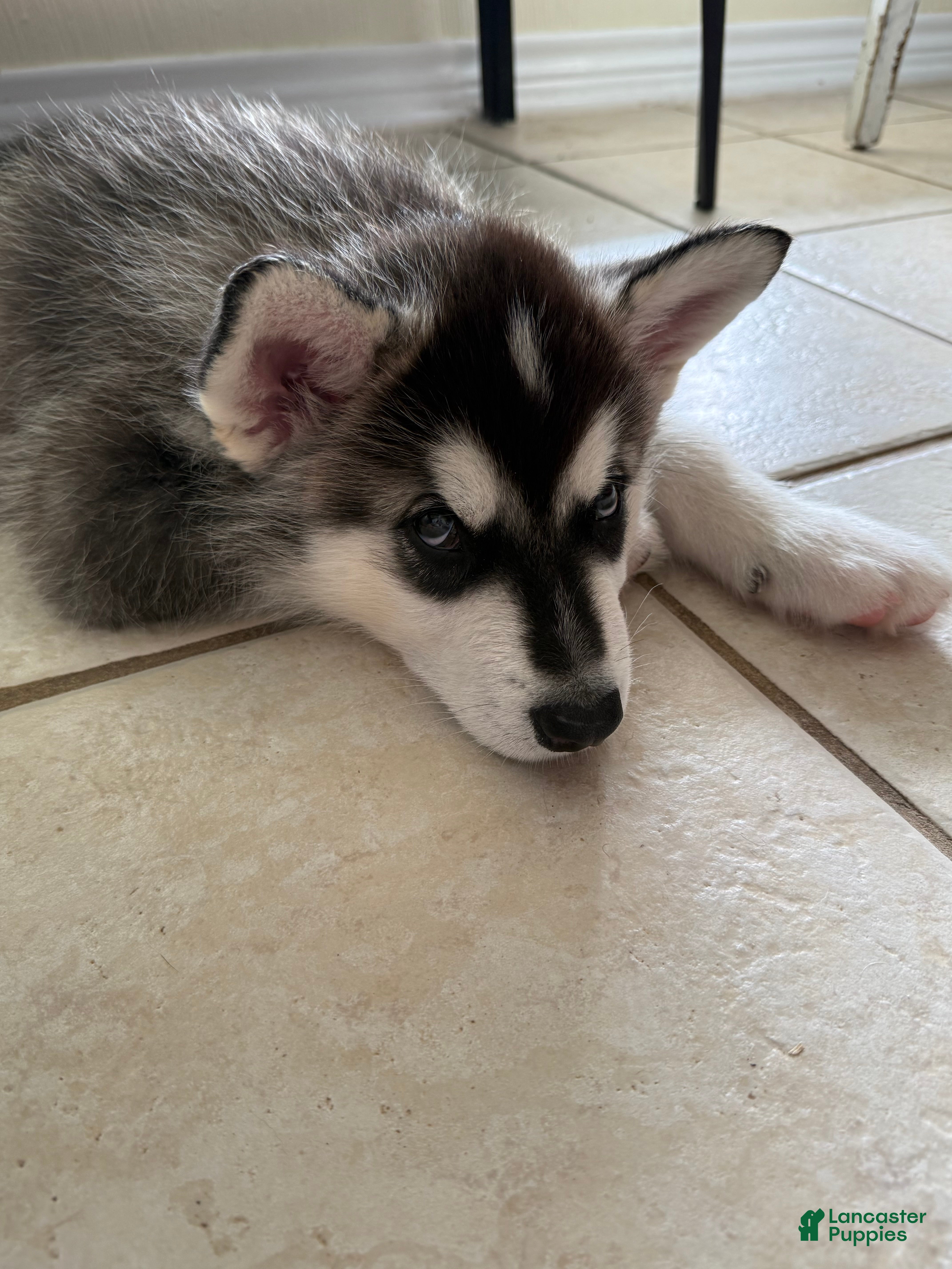 Alaskan Malamute dogs for sale: Sophie - Ad 3
