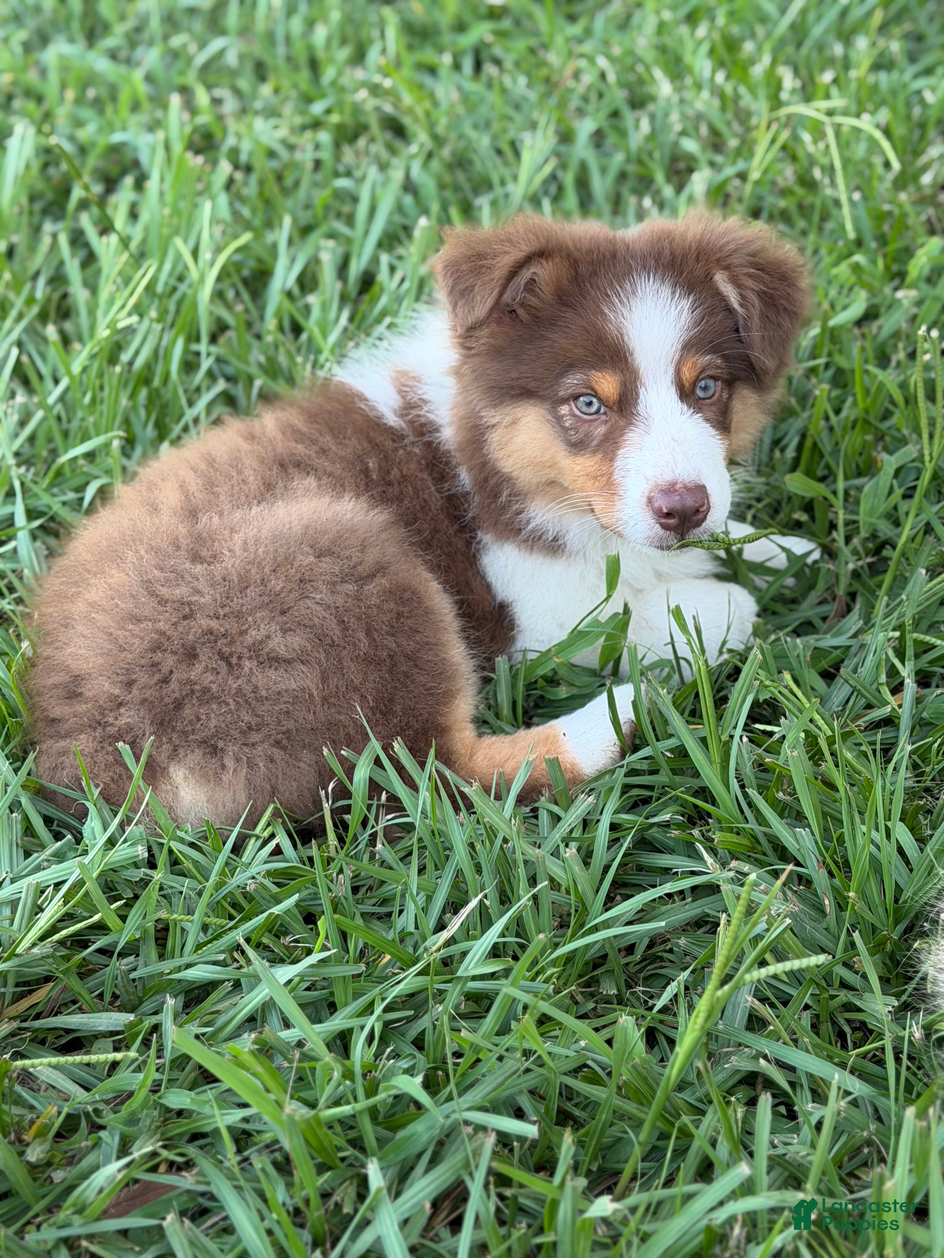 Australian Shepherd dogs AKC 7 Reba "Runt" - Ad 2