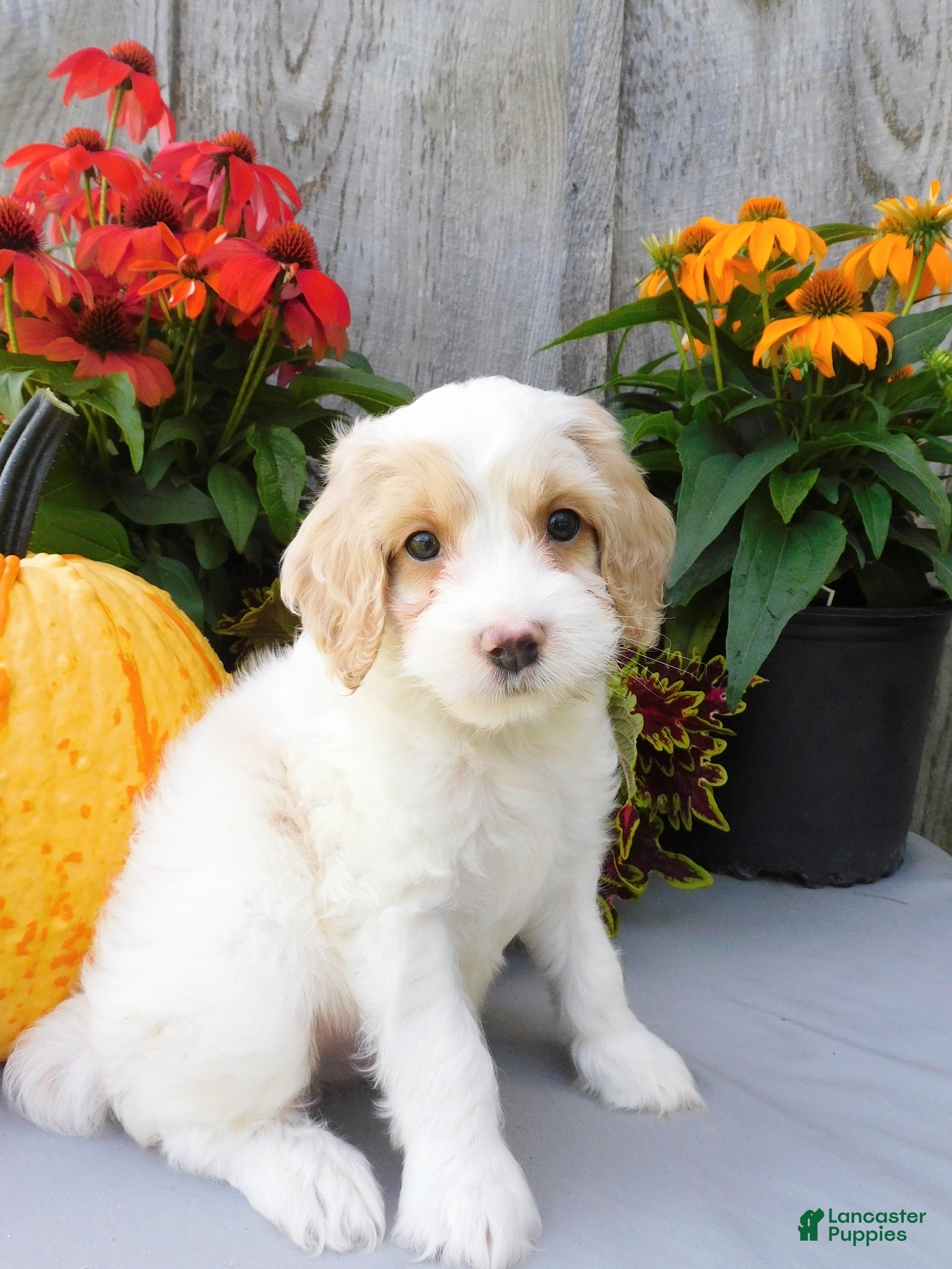 Cockapoo dogs Jasper  - Ad 1