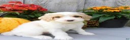 Cockapoo dogs for sale: Jasper  - Ad 1