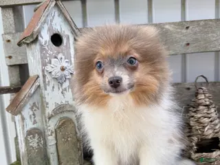 Pomeranian dogs for sale: Charlie - Ad 1
