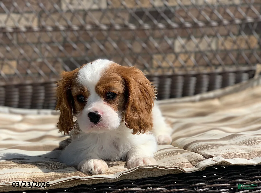 Cavalier King Charles Spaniel dogs for sale: Leo - Ad 2