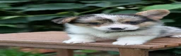 Welsh Corgi Pembroke dogs for sale: Jagger - Ad 5