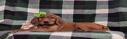 Irish Setter dogs for sale: Genna - Ad 4