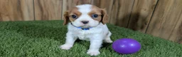 Cavalier King Charles Spaniel dogs for sale: Carmella's Girl 2 - Ad 2