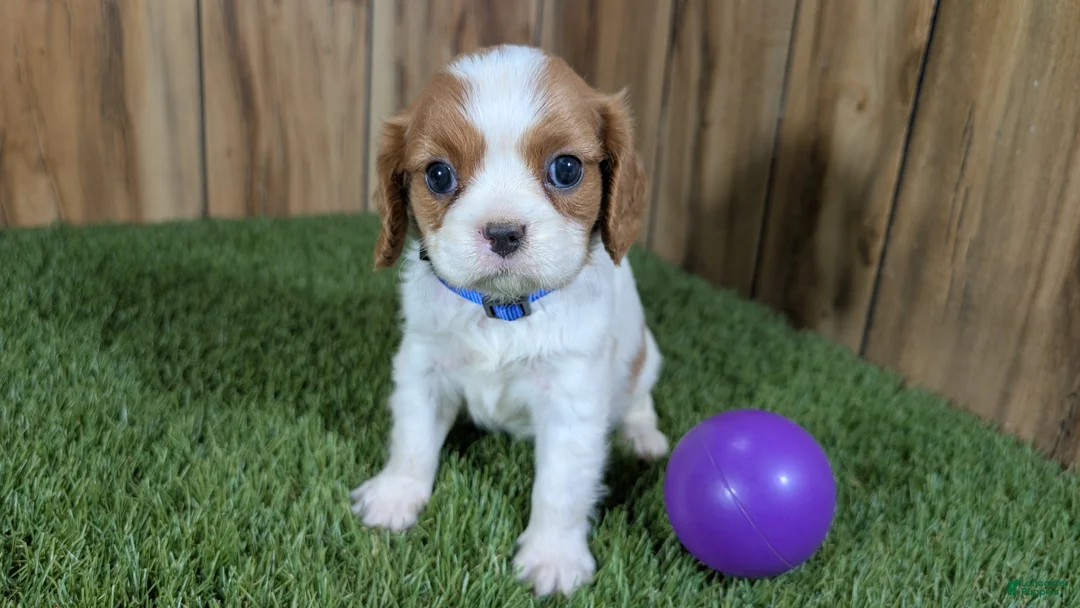 Cavalier King Charles Spaniel dogs for sale: Carmella's Girl 2 - Ad 2