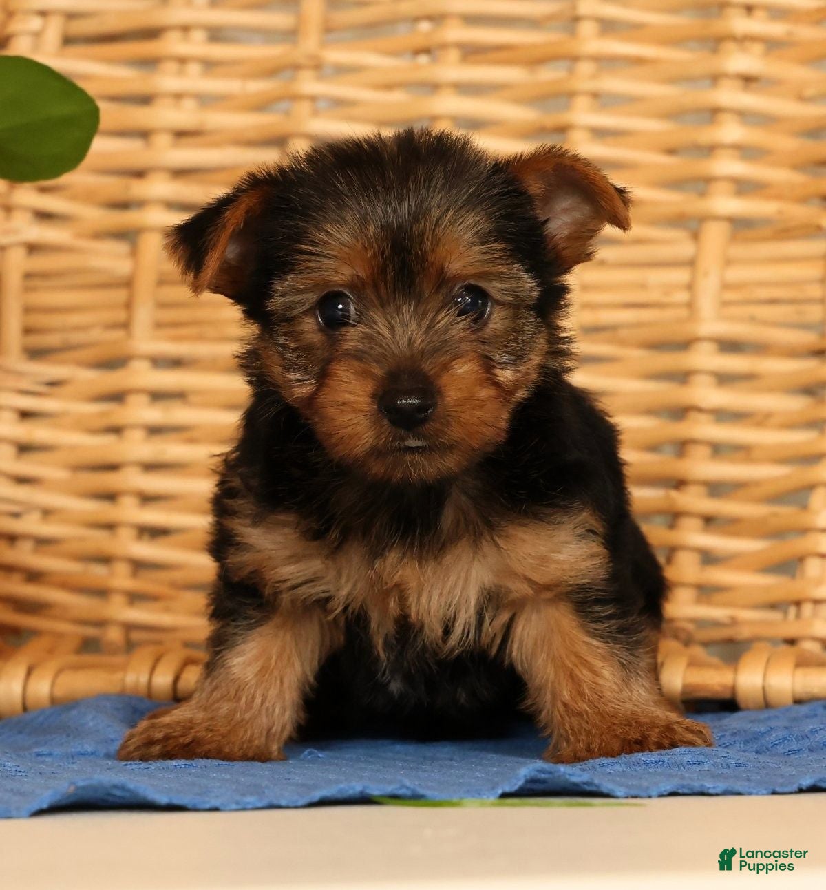 Yorkshire Terrier dogs Vicki - Ad 1