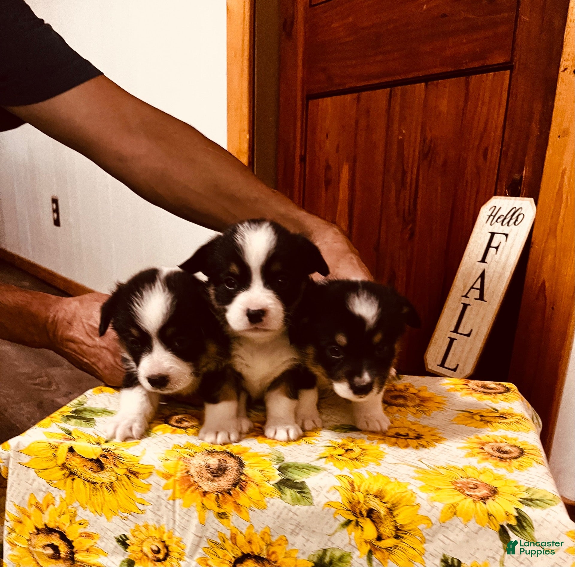 Welsh Corgi Pembroke dogs Welsh Corgi Pembroke 1 - Ad 1