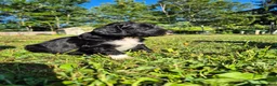 Mini Sheepadoodle dogs for sale: Rover - Ad 12