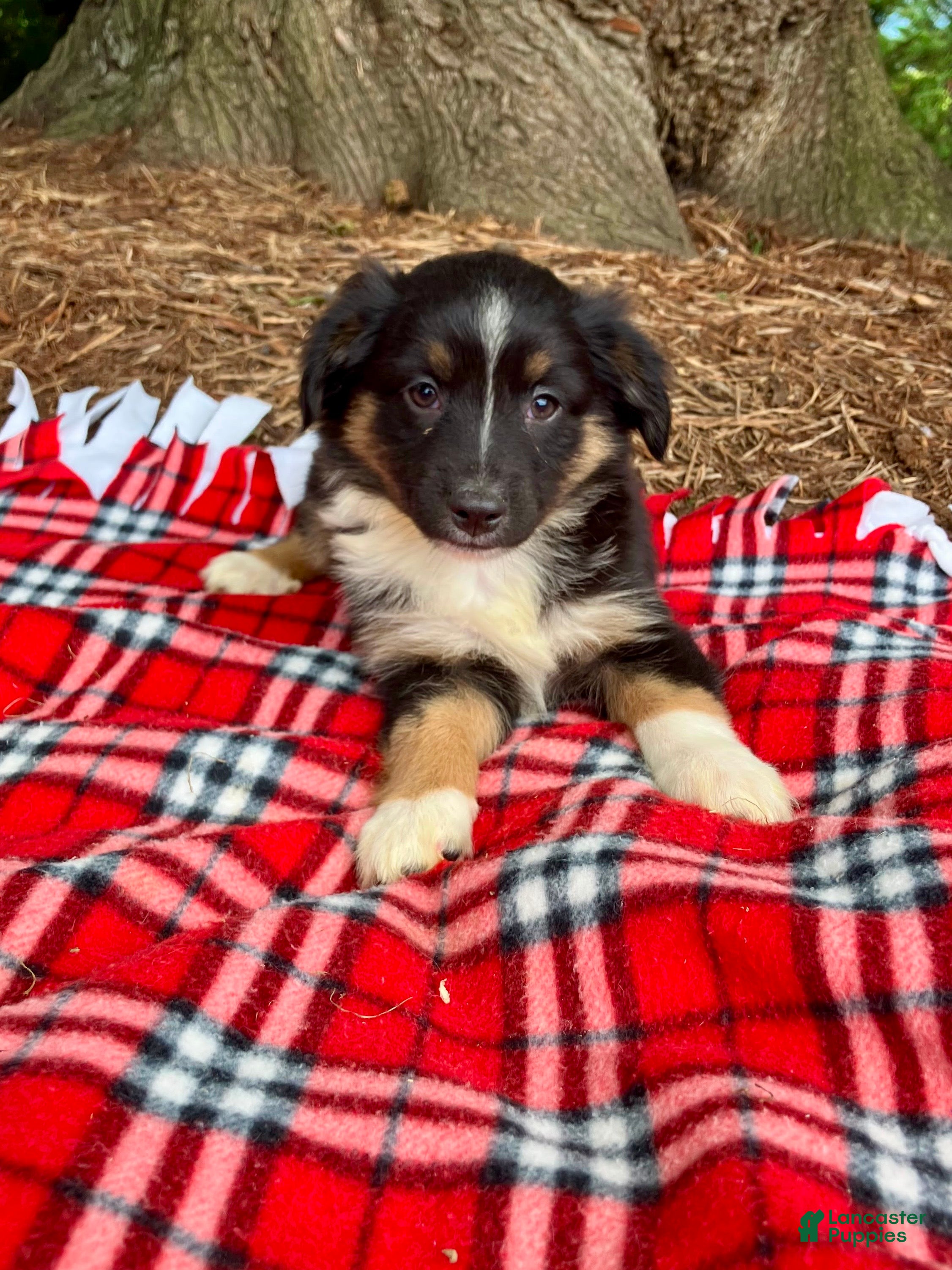 Miniature Australian Shepherd dogs Axel - Ad 2