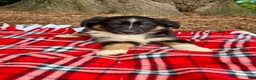 Miniature Australian Shepherd dogs for sale: Axel - Ad 2