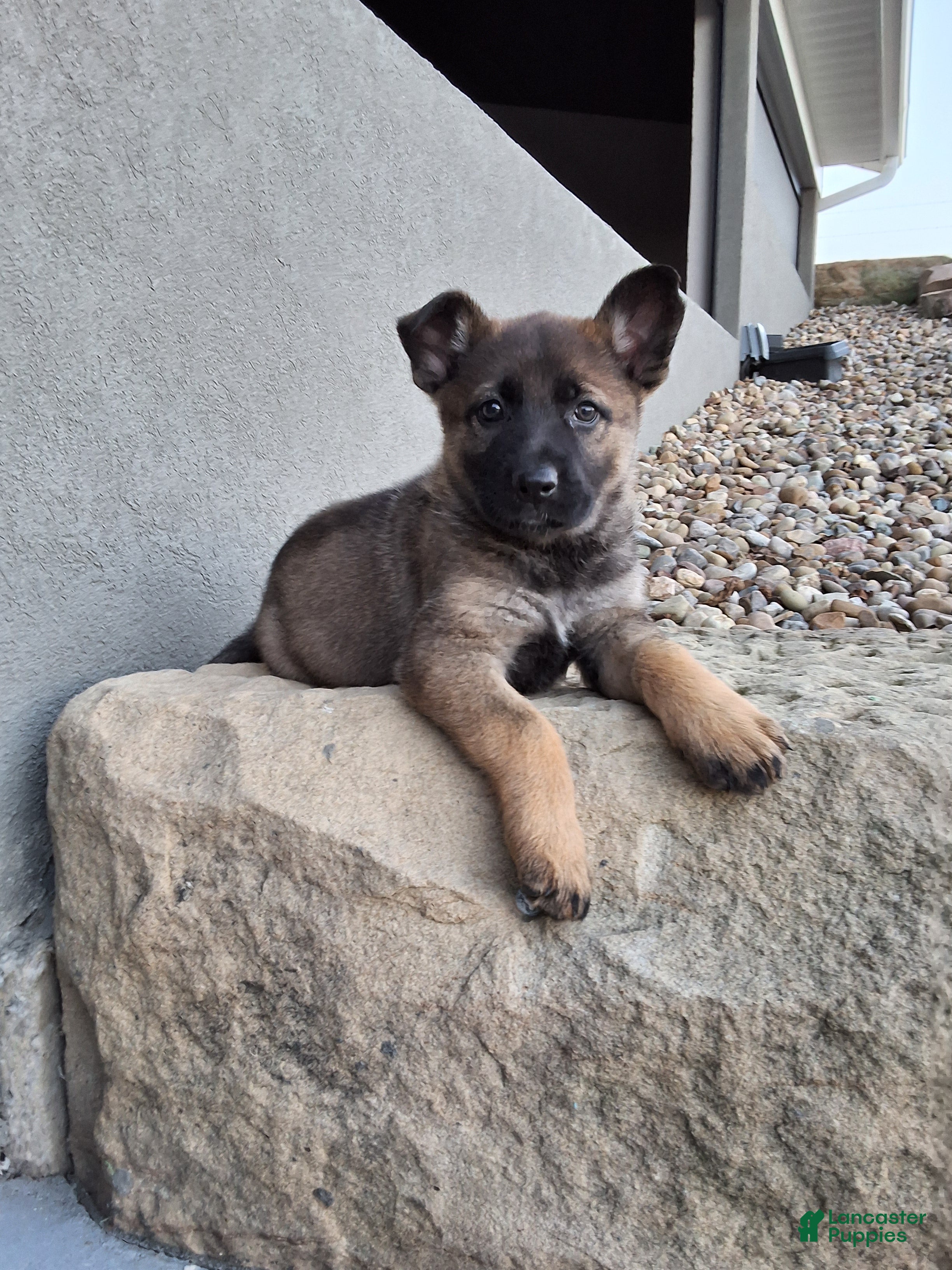 German Shepherd dogs Lily - Ad 1