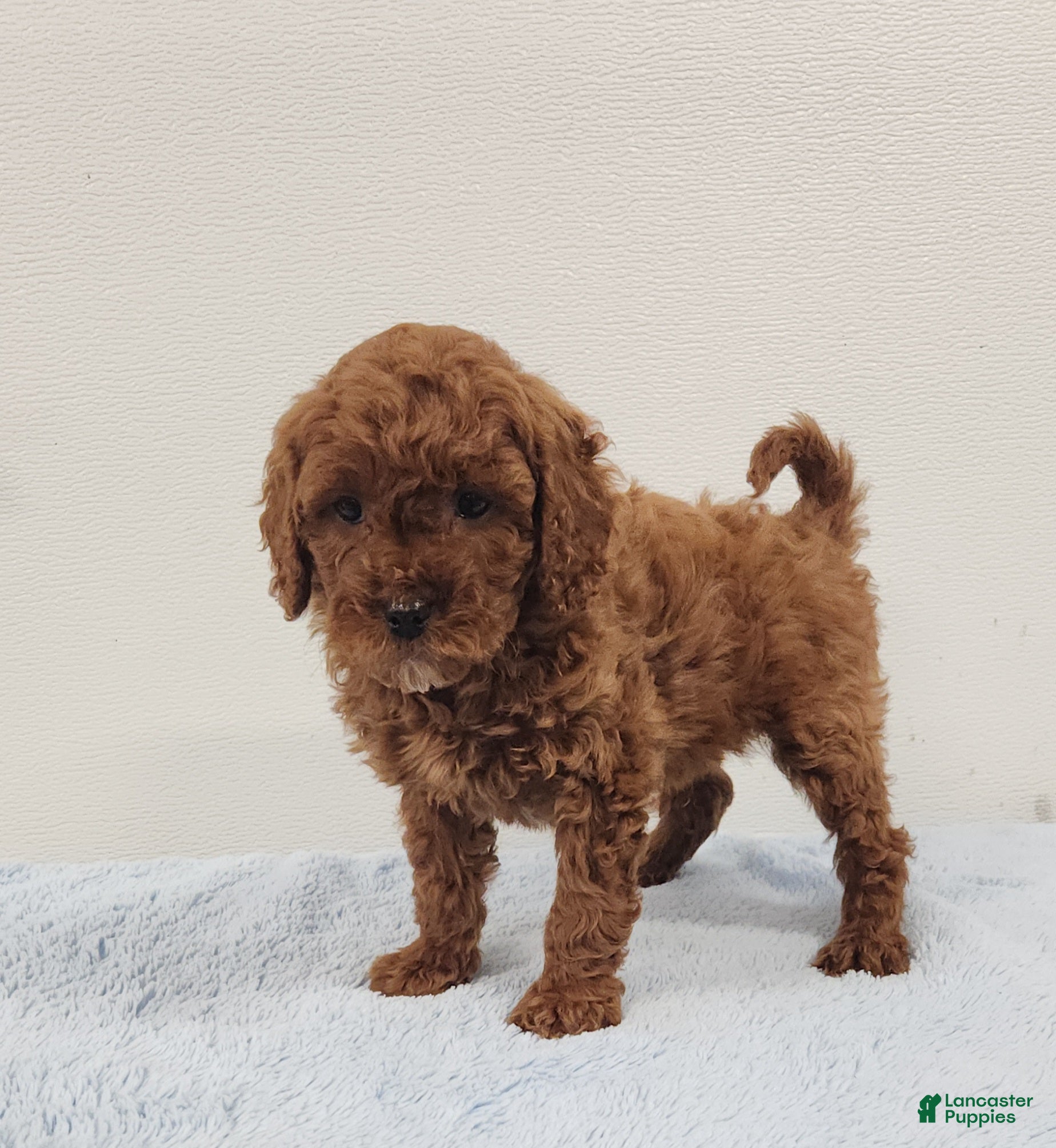 Mini Goldendoodle dogs Rambo - Ad 2